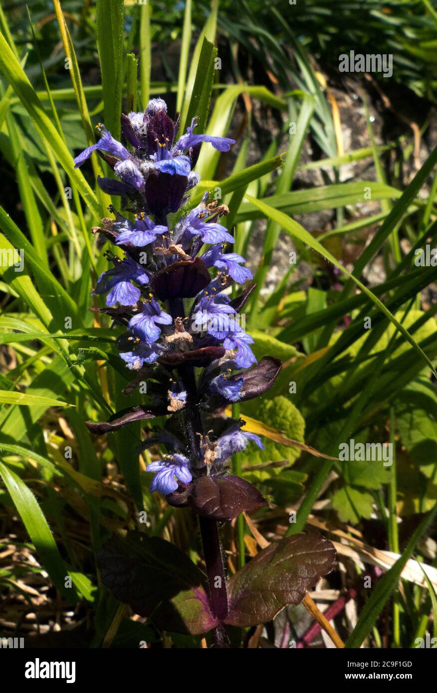 The Pyramidal Bugle is a plant of well drained hillsides and not that common. The flower spike is blue and the bracts are longer than the flower Stock Photo
