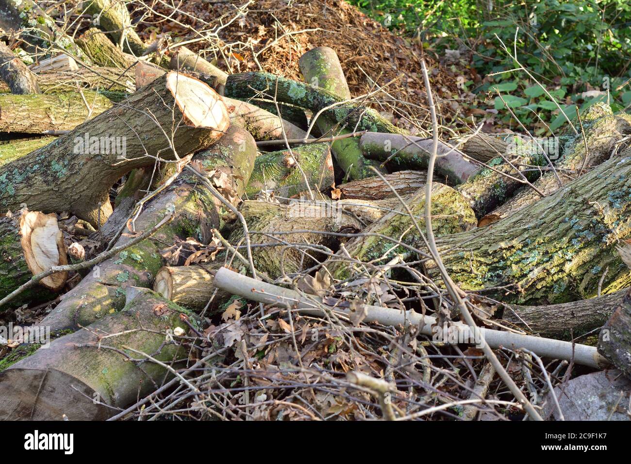 Cut tree trunks during forest clearings. Summer. Stock Photo