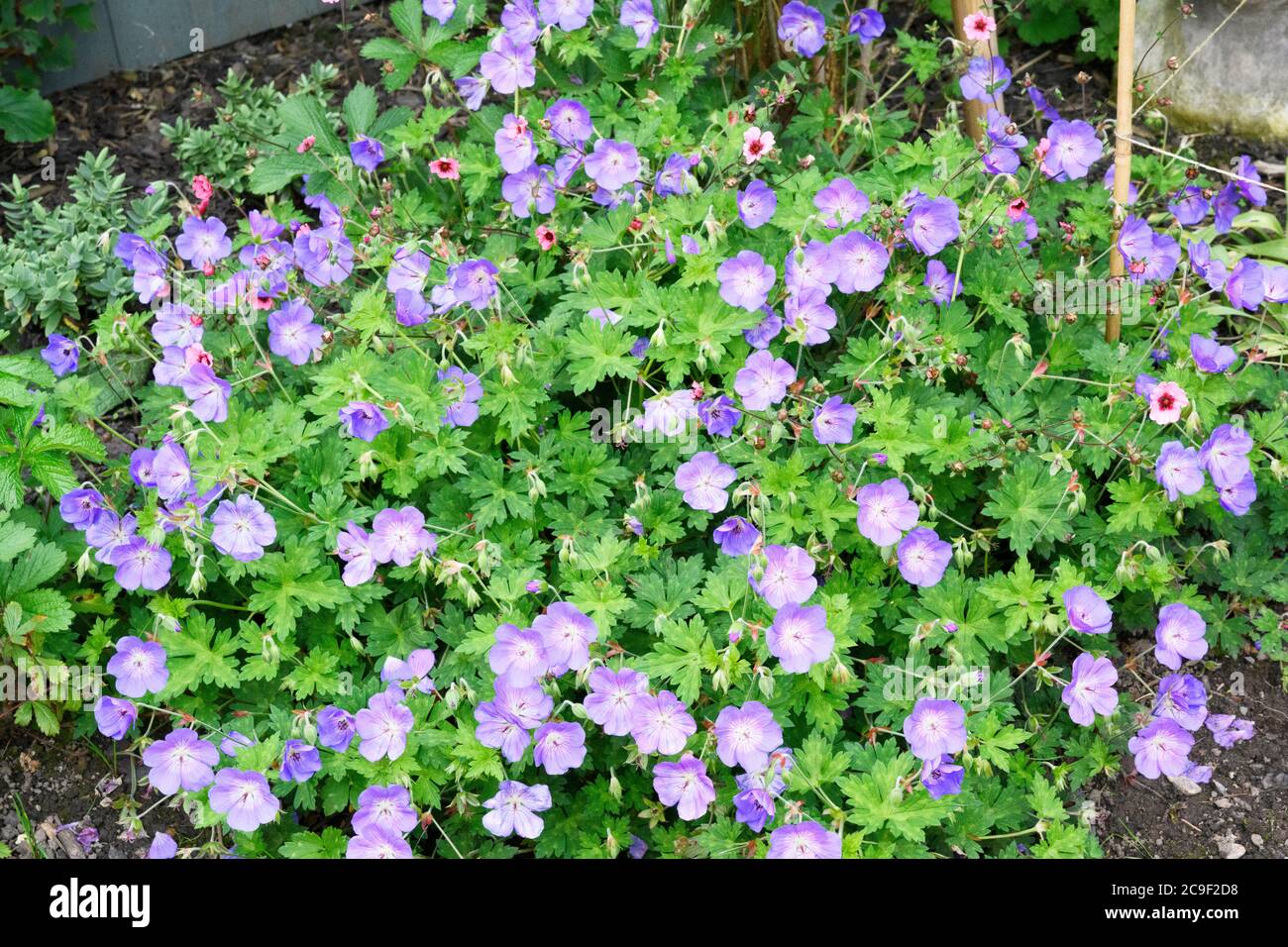 A variety of blue Cranesbill which in itself, is a type of Geranium plant Stock Photo