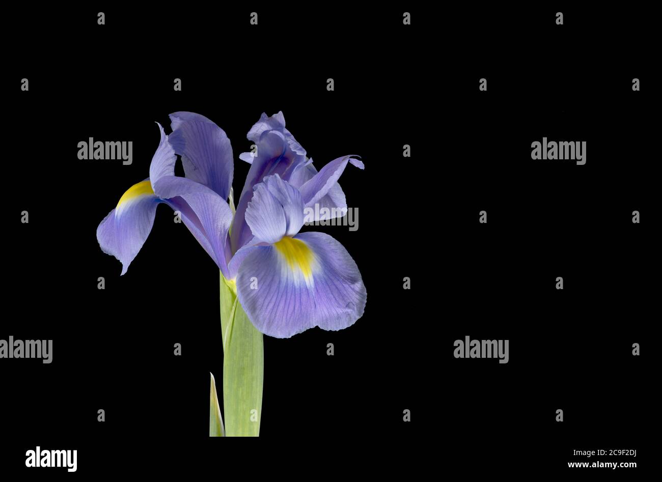 Purple Iris photographed against a plain black background Stock Photo
