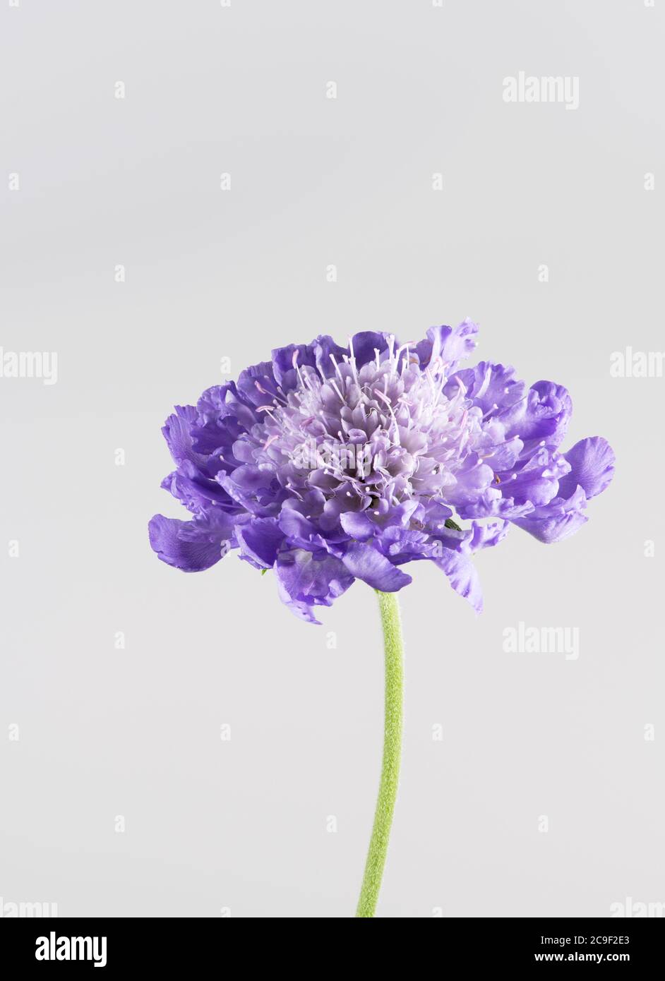 Single blue Scabious flower against a plain white background Stock Photo