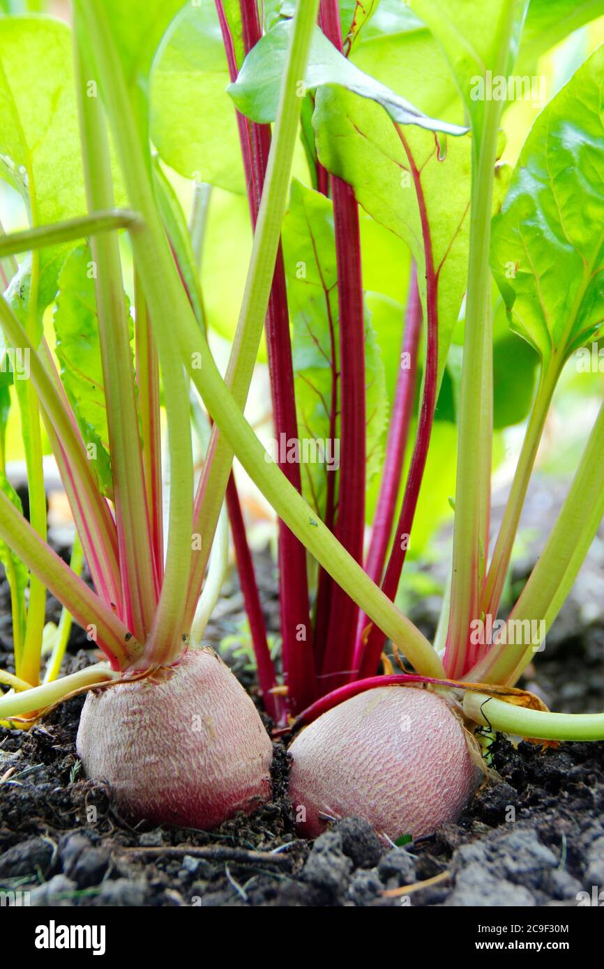 Beta vulgaris. Rainbow beetroot growing in a kitchen garden Boltardy