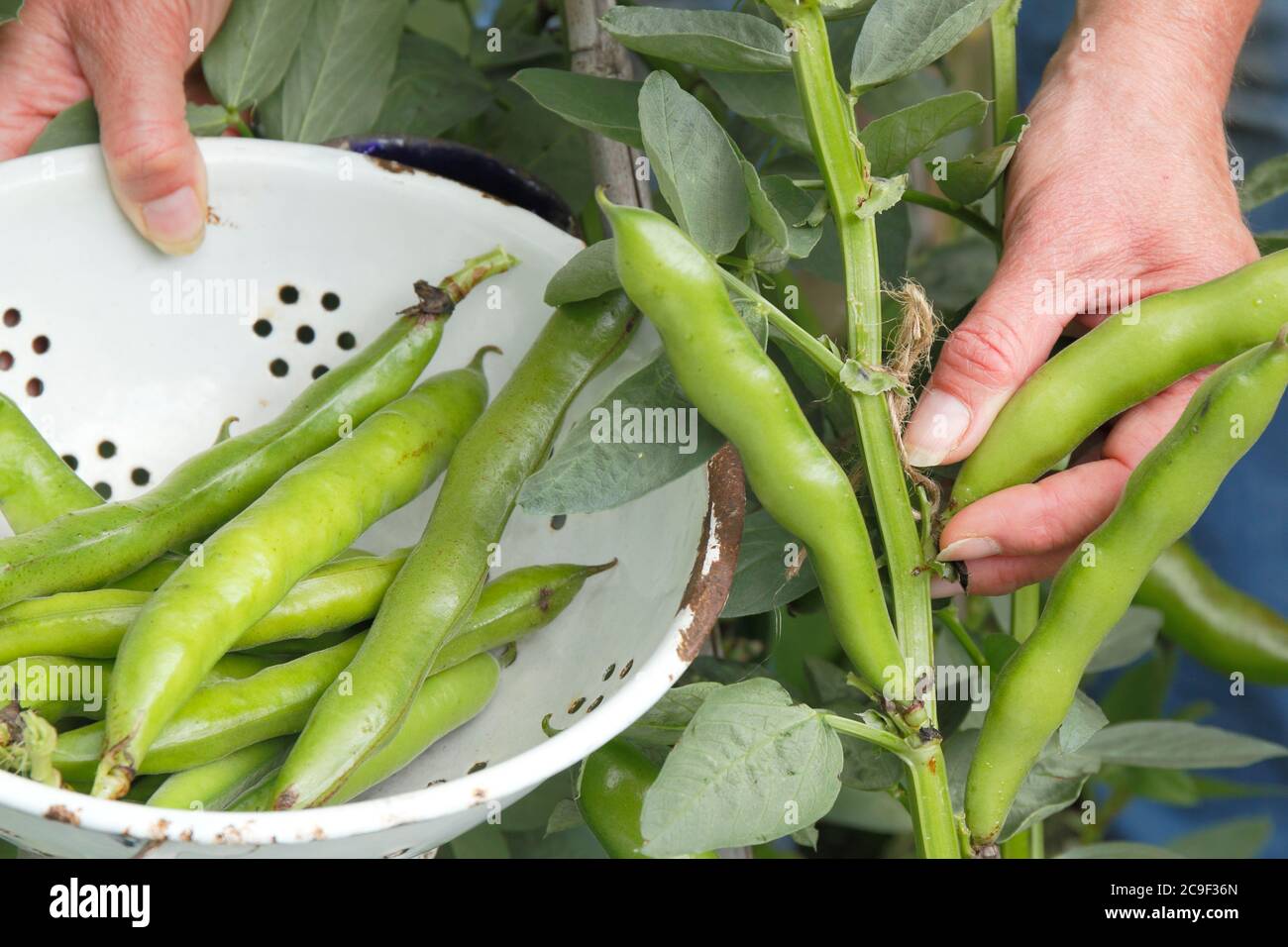 Vicia faba 'Bunyard's Exhibition'. Harvesting home grown broad beans in a summer garden. Stock Photo