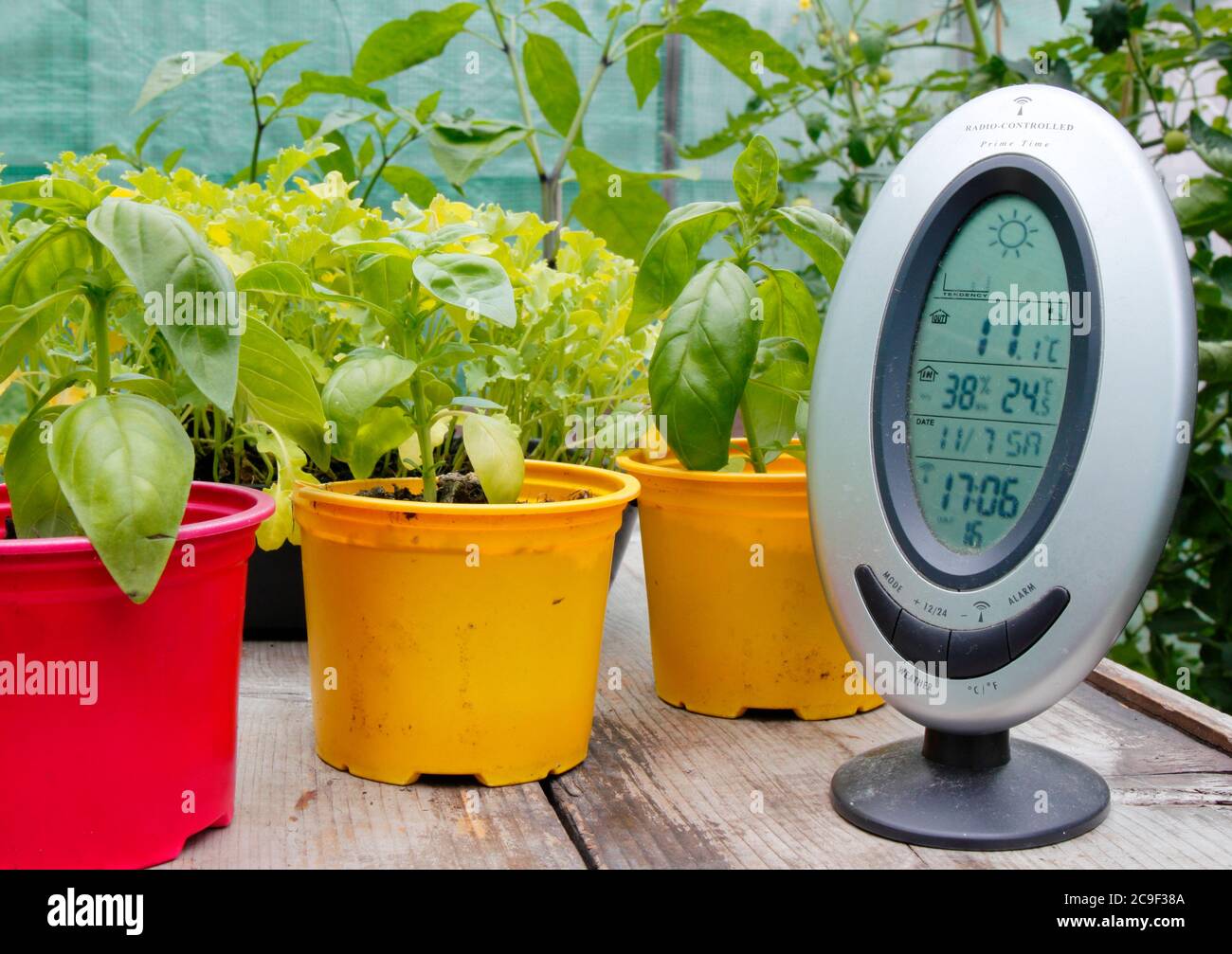 Monitoring the temperature and humidity in a domestic greenhouse. UK Stock Photo