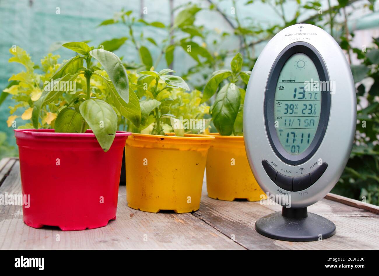 Monitoring the temperature and humidity in a domestic greenhouse. UK Stock Photo