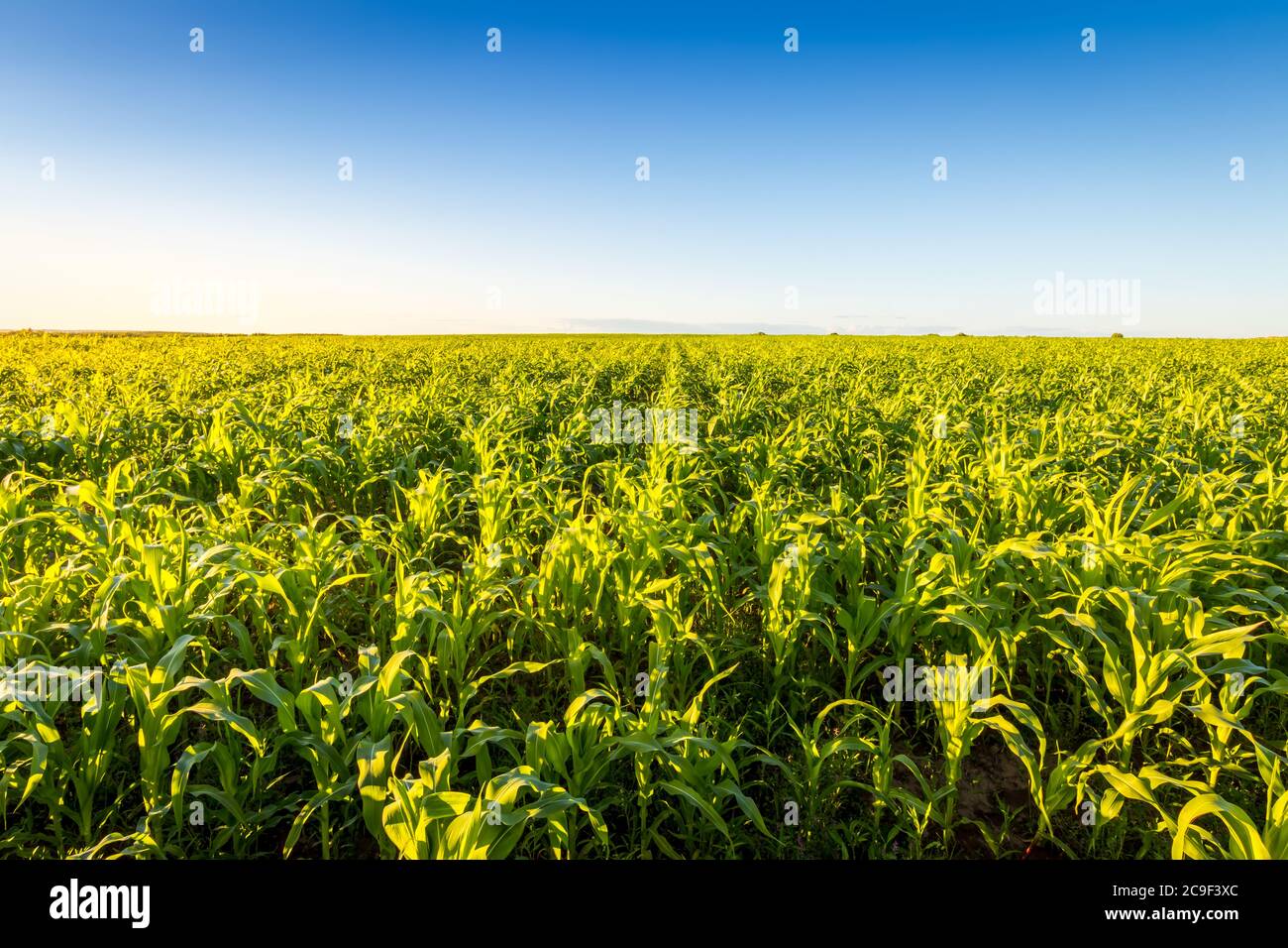 Agricultural field with young green corn on a clear sunny evening with ...