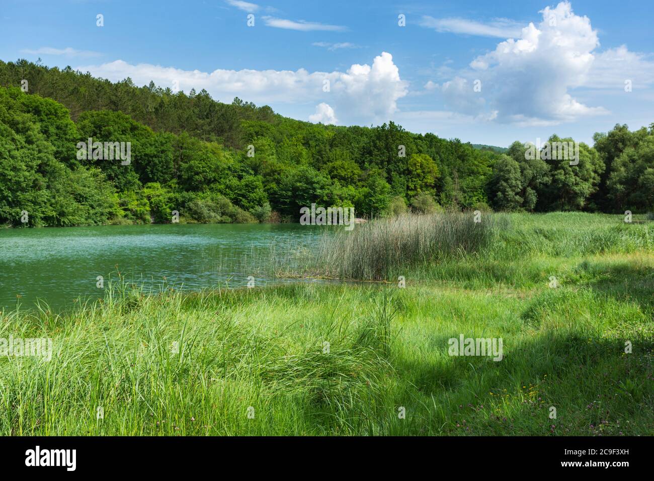 Green forest blue sky hi-res stock photography and images - Alamy