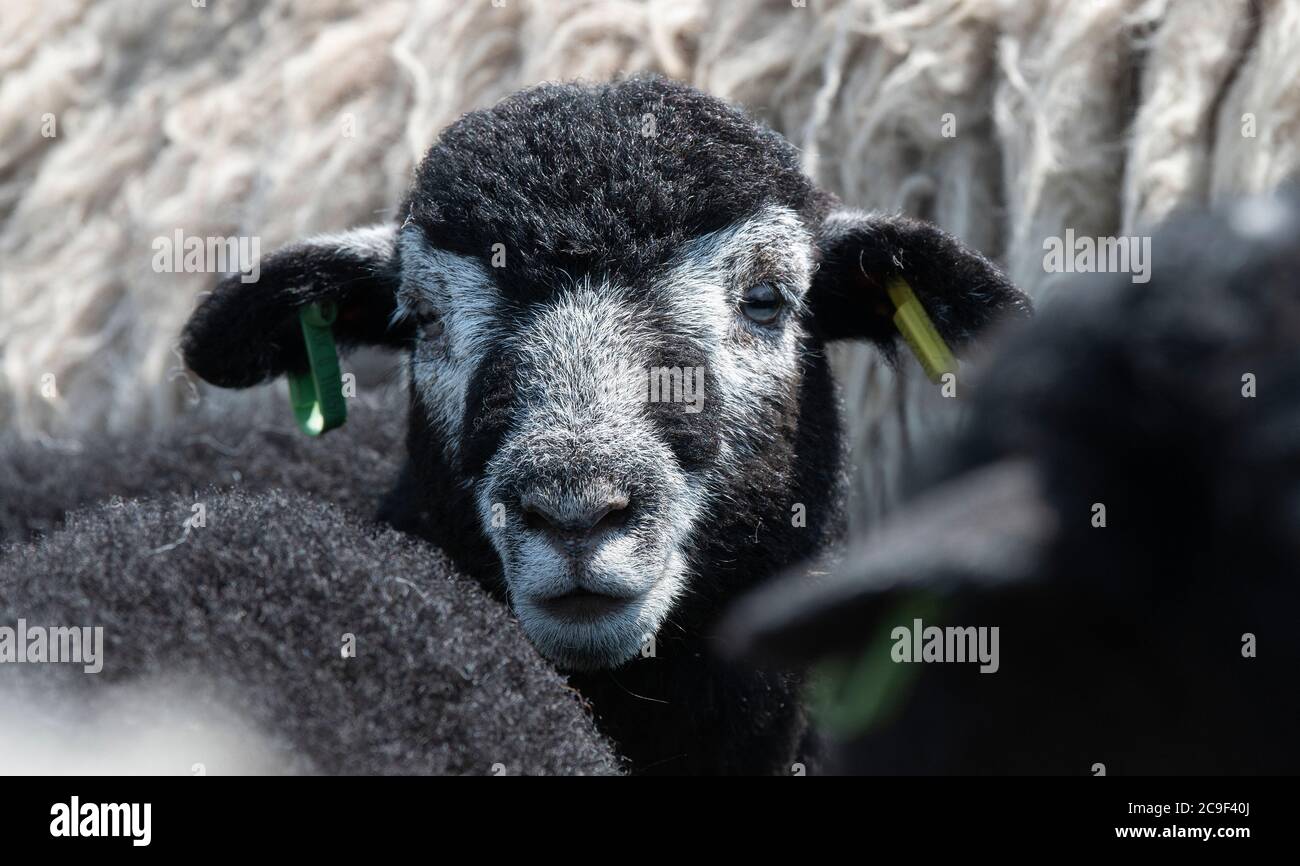 Close up of Flock of Herdwick sheep in pens ready to be clipped. Co. Durham, UK. Stock Photo