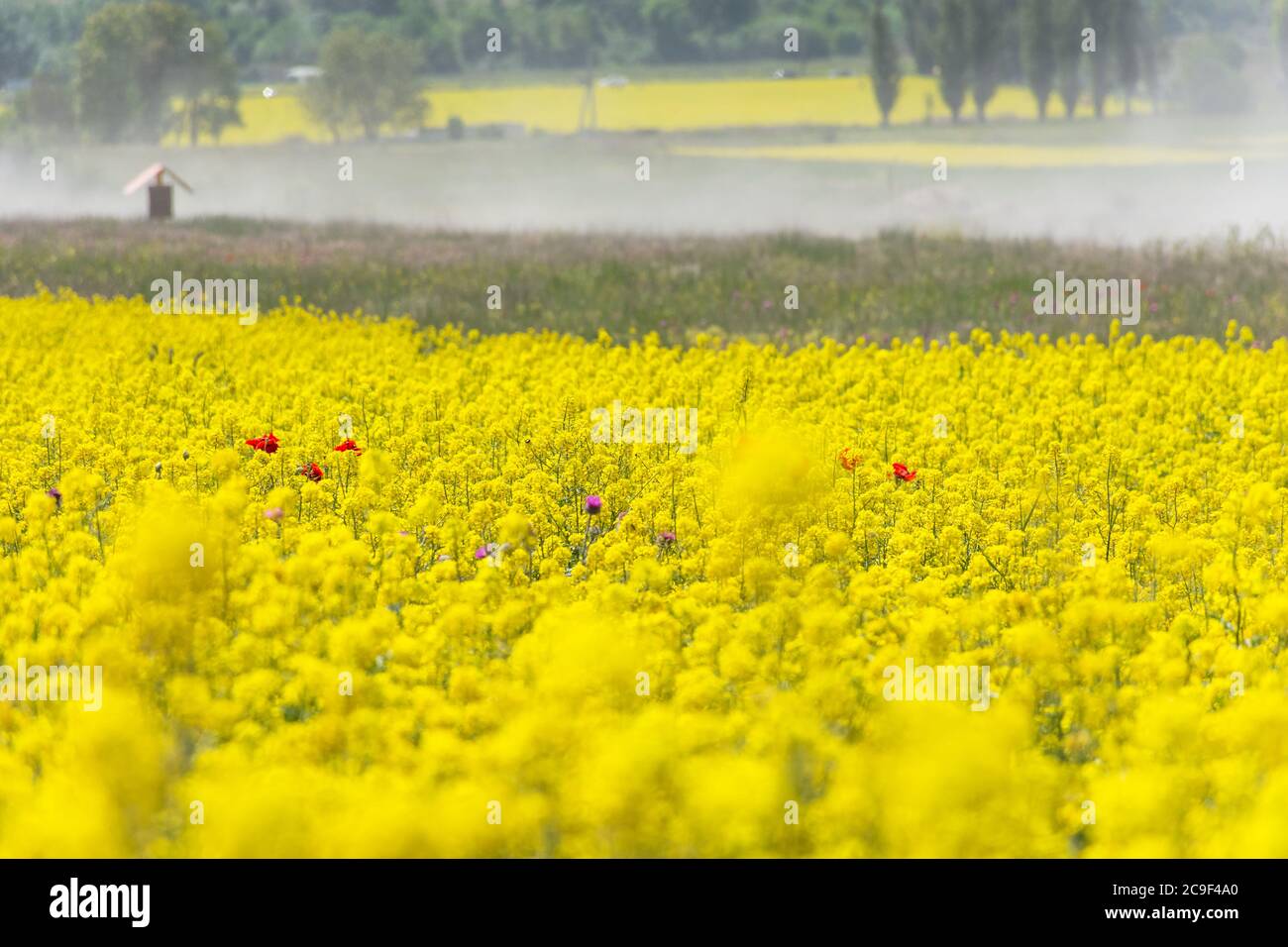 Rapeseed field on a bright Sunny day. Summer landscape with yellow flowers. Growing an agricultural product. Rapeseed oil. Mustard and canola are the Stock Photo