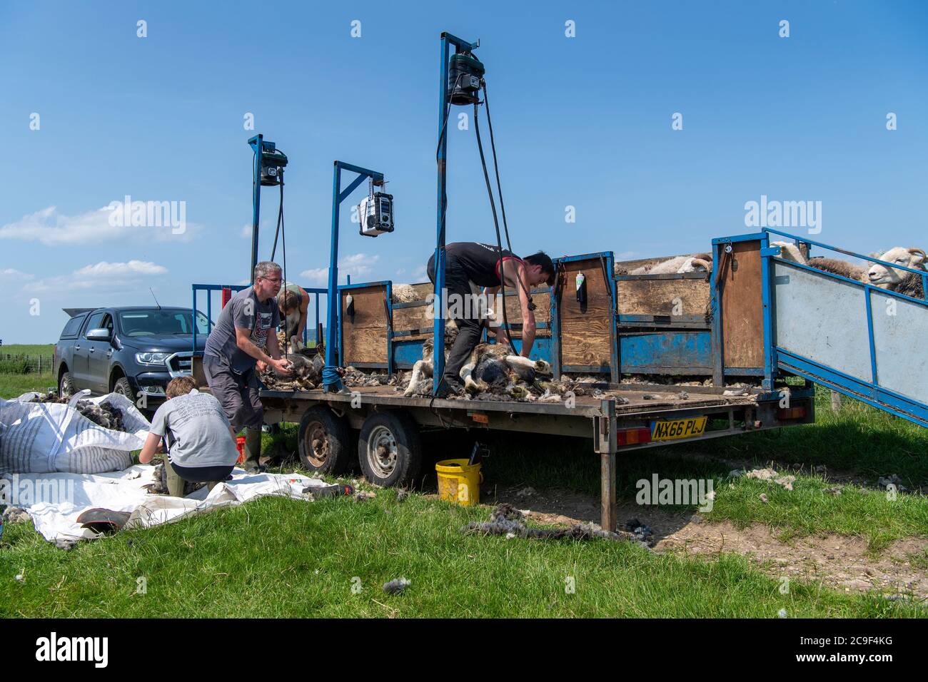 Contract clippers shearing sheep on a specially designed trailer. Co