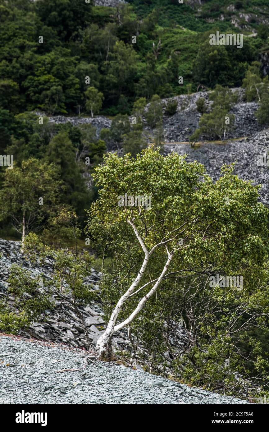 Silver Birch Tree in Hodge Close Quarry slate debris in the Lake District National Park. Stock Photo