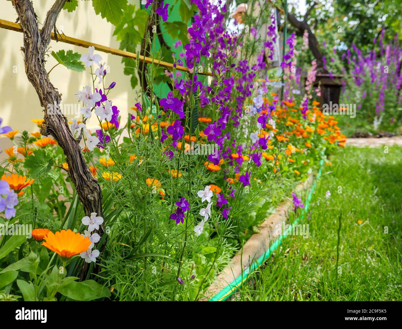 Bright orange marigold calendula flowers and pink and violet delphinium growing around grapevine near the country house in a garden on a sunny day. Stock Photo
