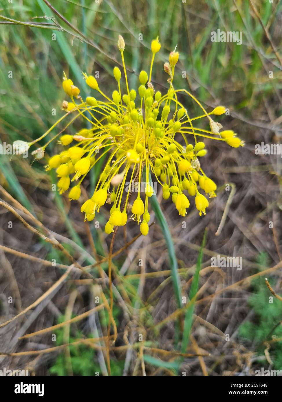 Austria, yellow flowering garlic Stock Photo