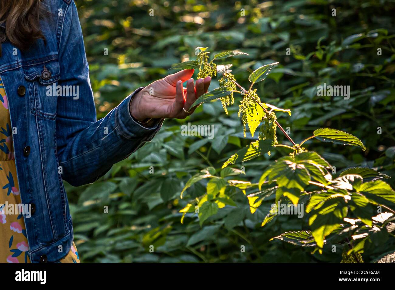 Foraging edible wild herbs on a round tour in Kemnath-Waldeck, Germany Stock Photo