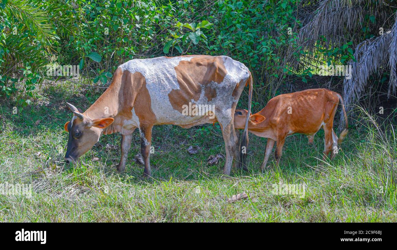Indian cow and calf hires stock photography and images Alamy