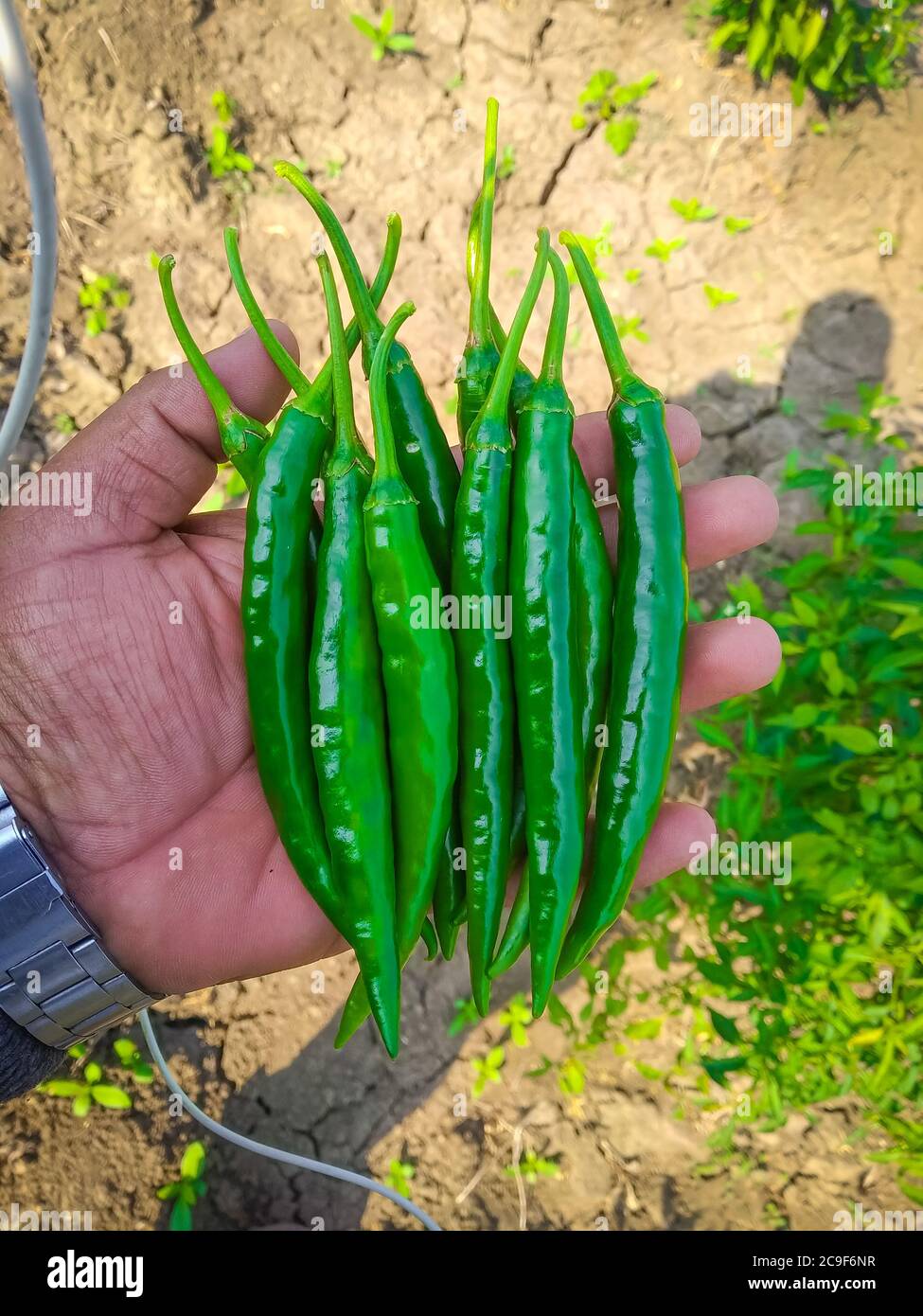 Green Chillies On The Hand. Indian Summer Agriculture. Indian Vegitable. Stock Photo