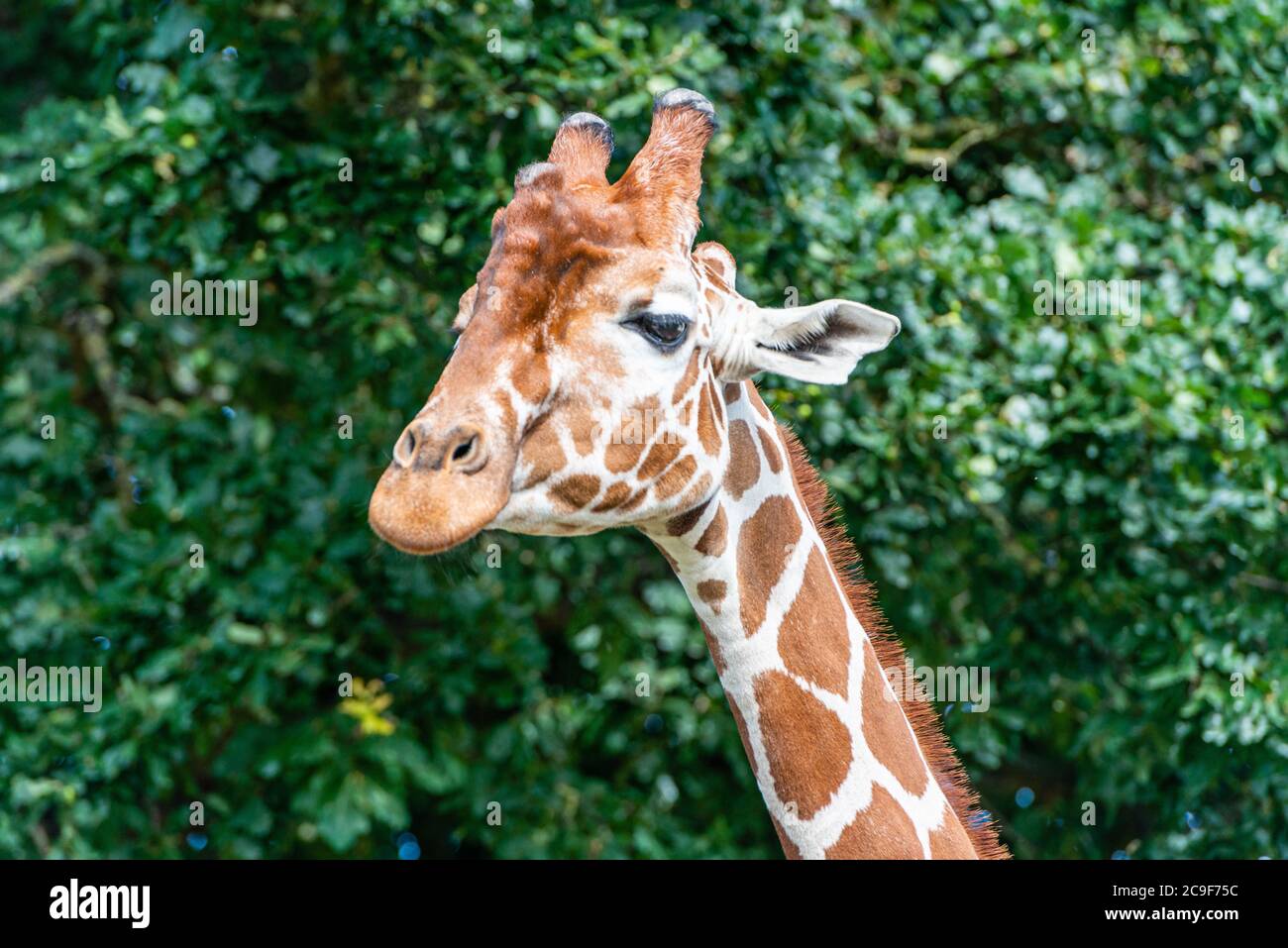 Adult Giraffe head in a Yorkshire Wildlife Park in the North of England