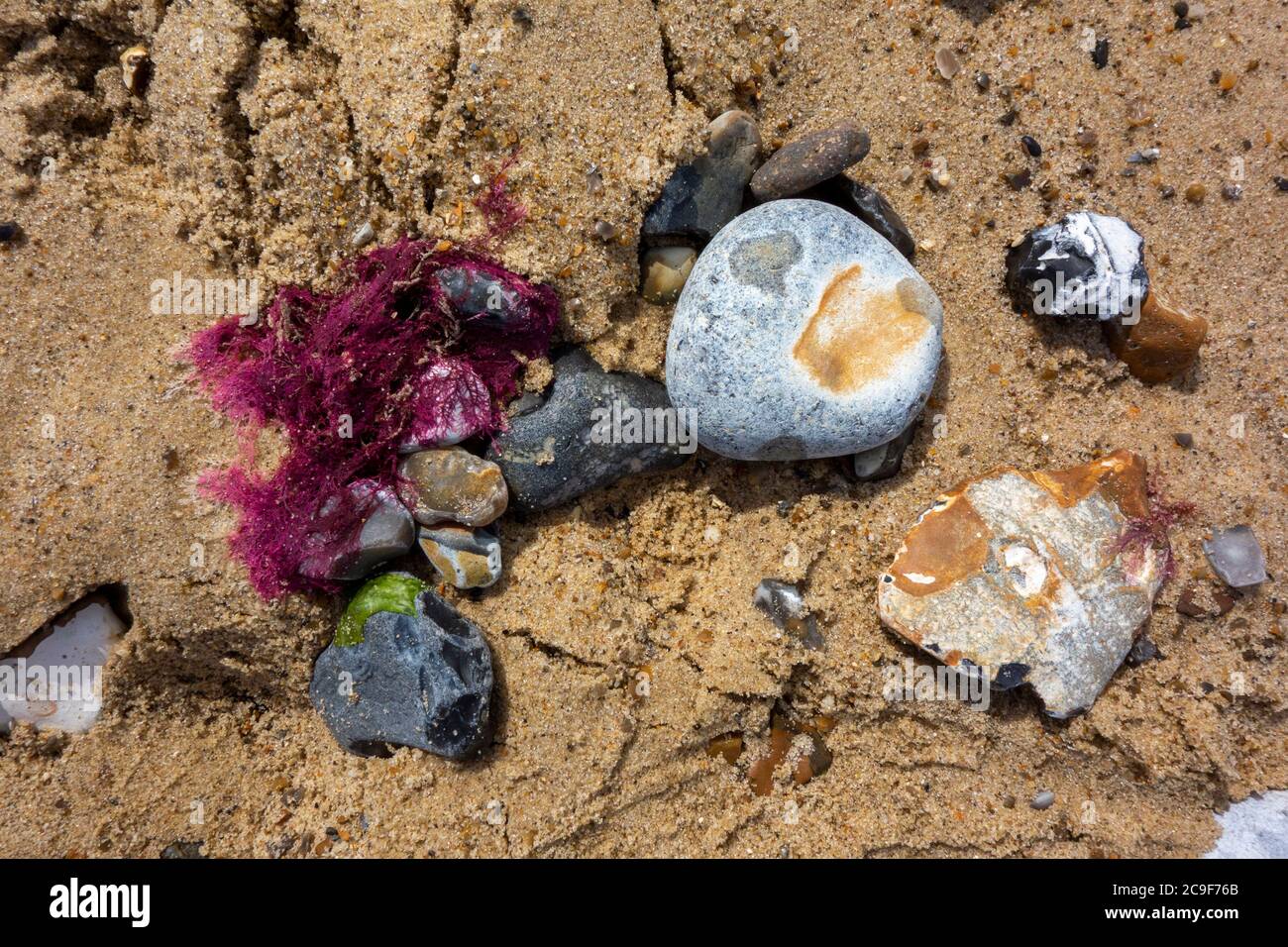 red alga, Antithamnion plumula,  on the sand beach Norfolk, UK Stock Photo