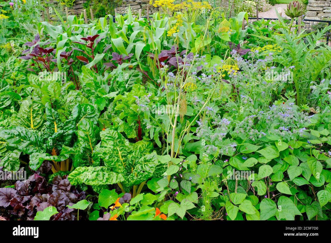 Richly planted English kitchen garden - John Gollop Stock Photo