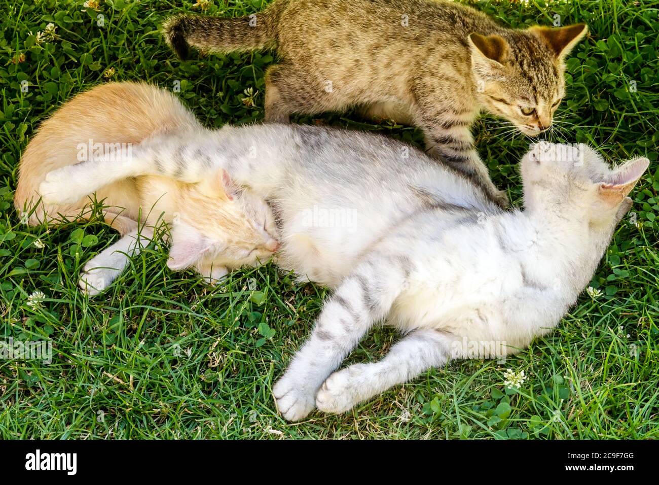Cat breastfeeding kitten on grass two kitten Stock Photo Alamy