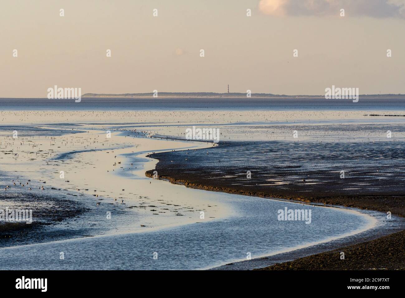 Tidal meandering stream and mudflats of the Wadden sea on the north Dutch coast during low tide. Stock Photo