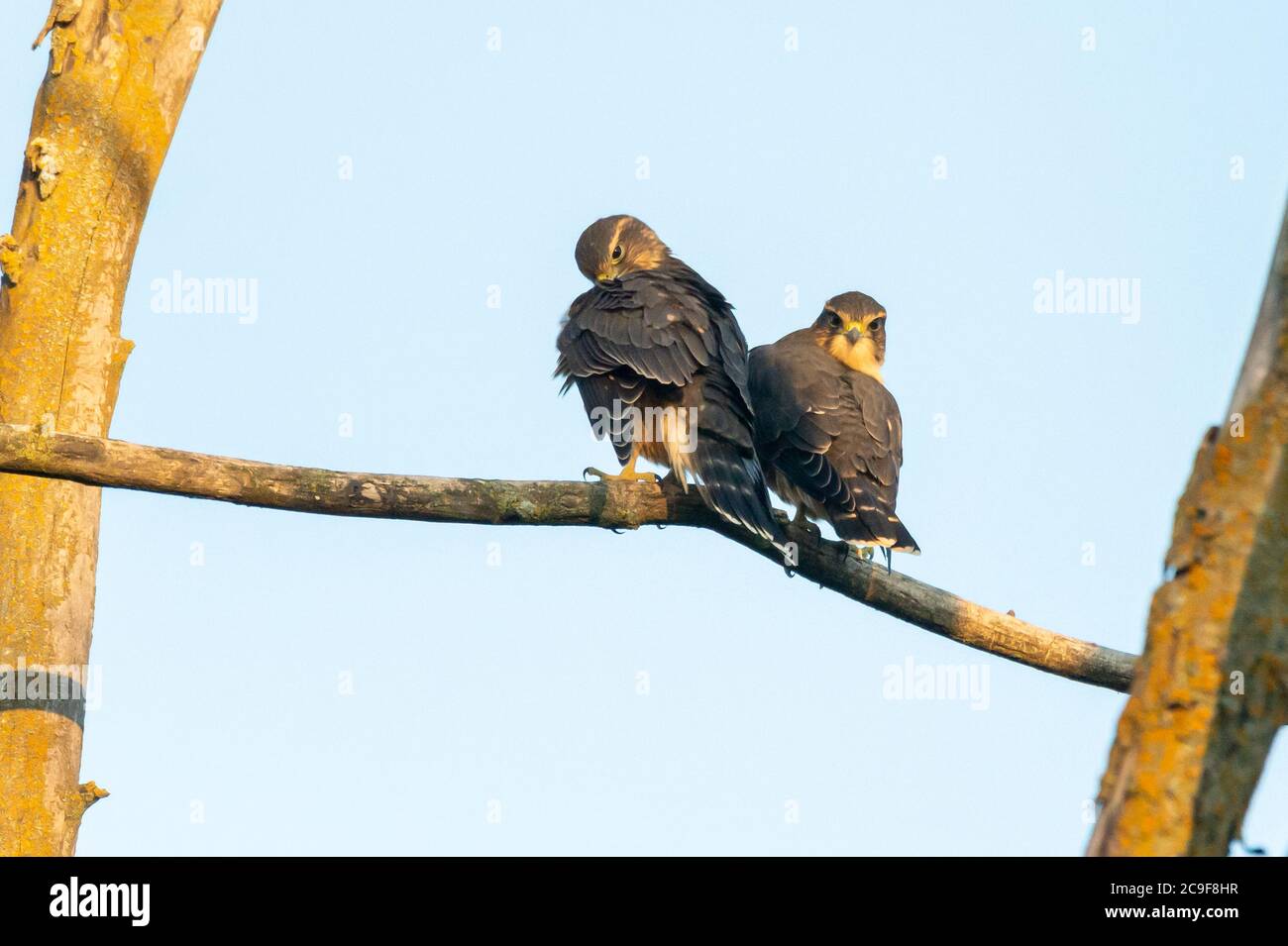 Merlin Hawks look Stock Photo - Alamy