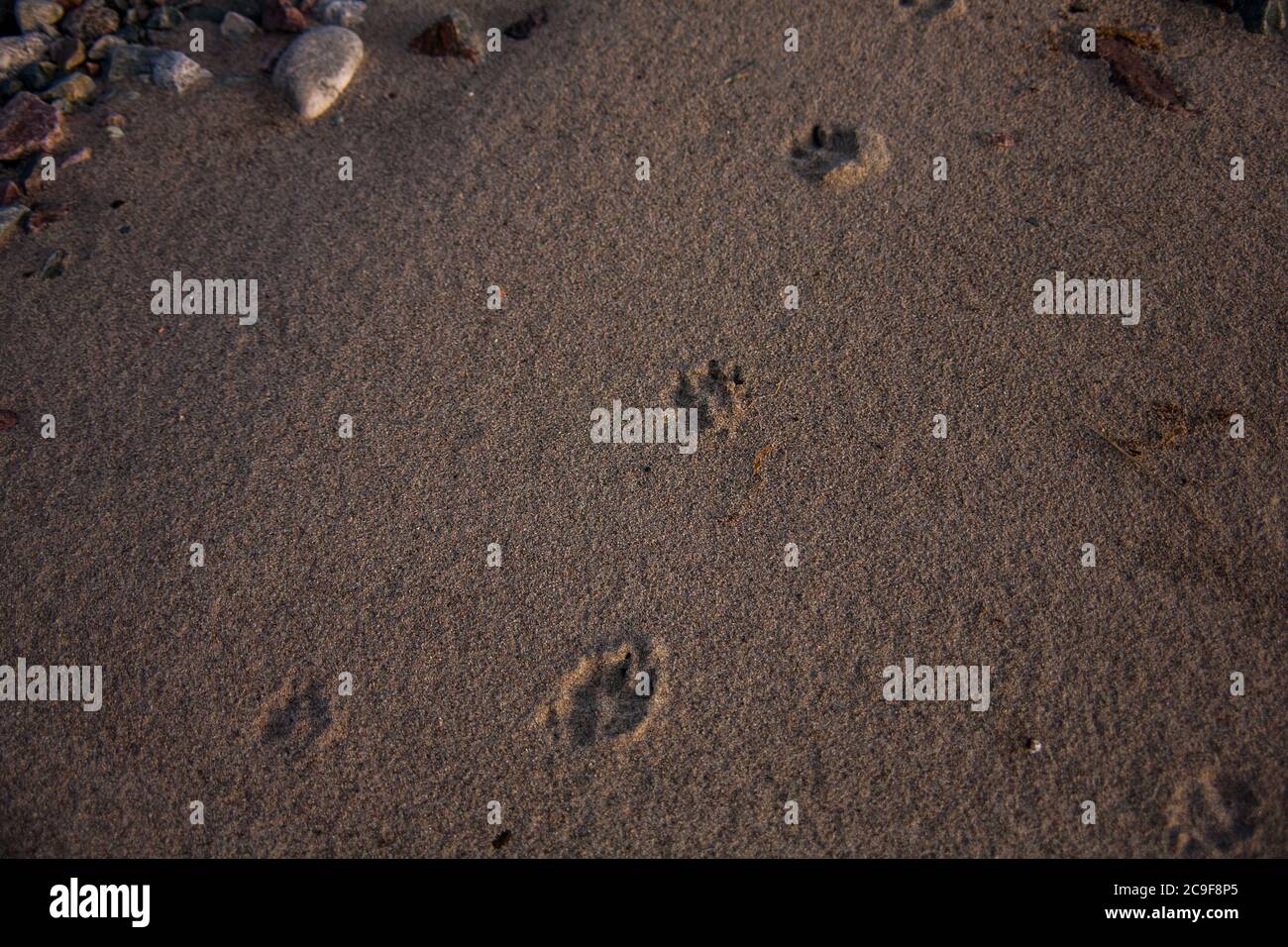 Fox Footprints High Resolution Stock Photography and Images - Alamy