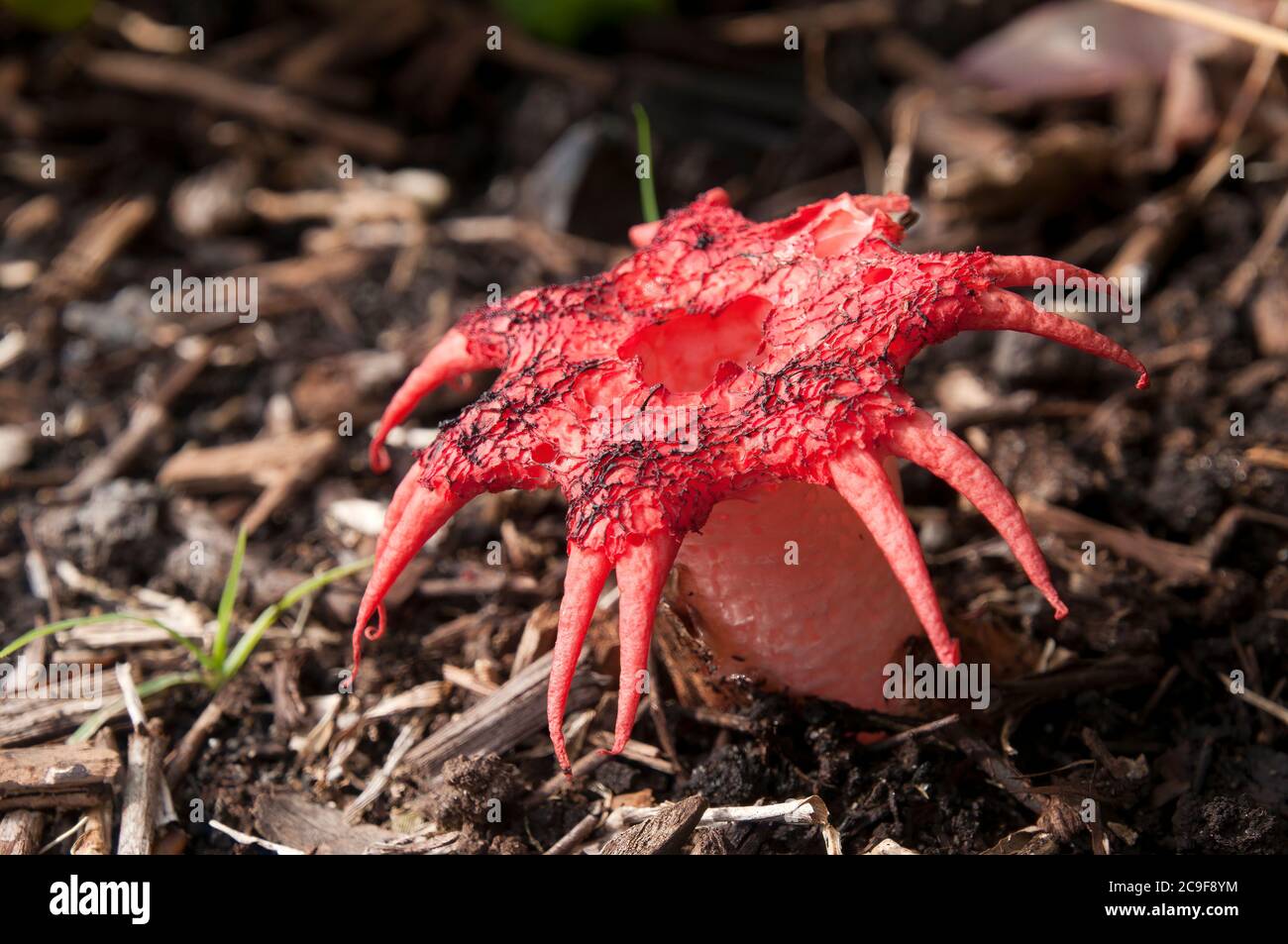 Aseroe rubra hi-res stock photography and images - Alamy