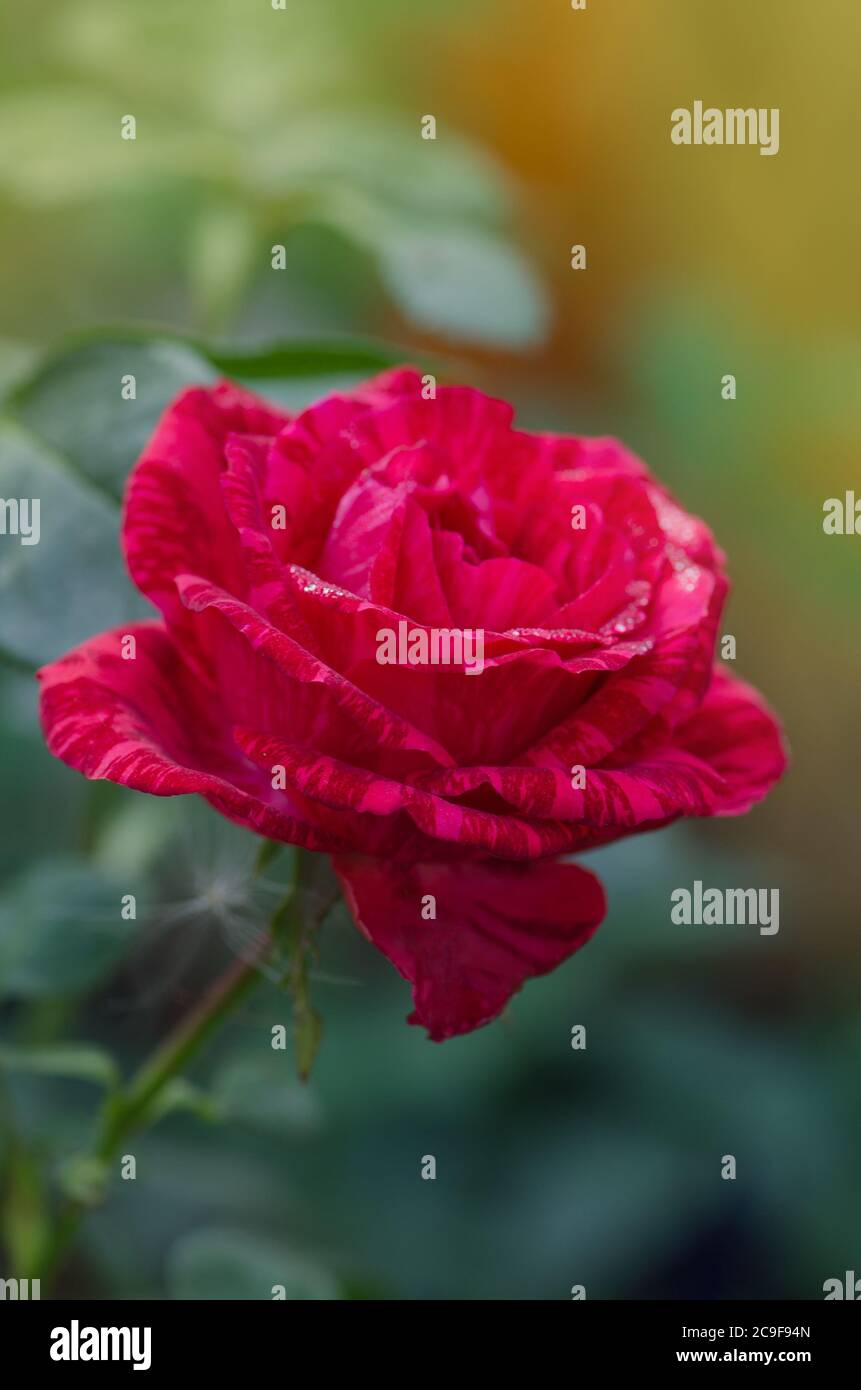 Colorful bush of striped roses in the garden. Red roses with white