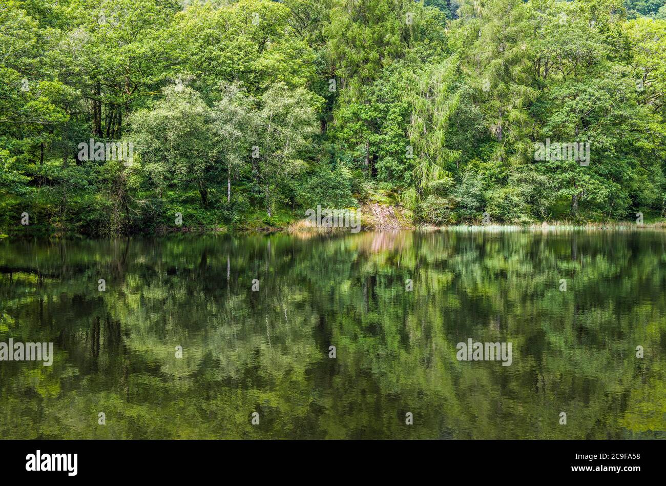 Yew Tree Tarn in the Lake District National Park with trees and their reflections showing vividly in the calm waters of the tarn. Stock Photo