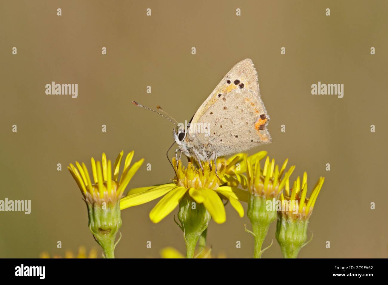 Small Copper Butterfly perched on Ragwort Stock Photo