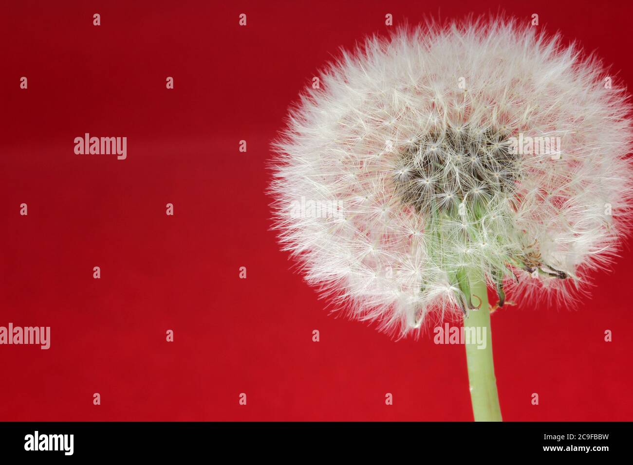 dandelion with a red background Stock Photo