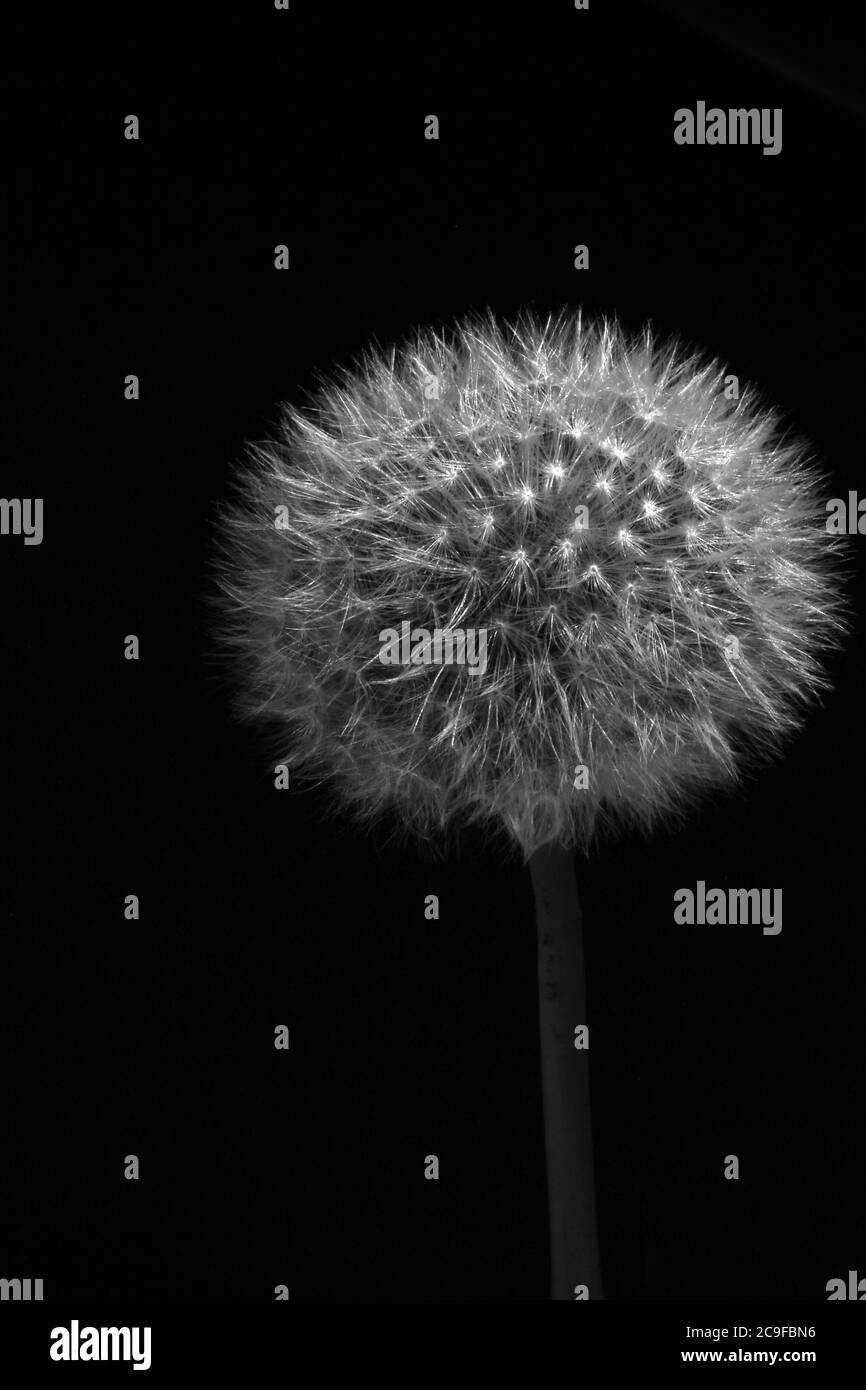 Dandelion flower seed in Black and White Stock Photos & Images - Alamy