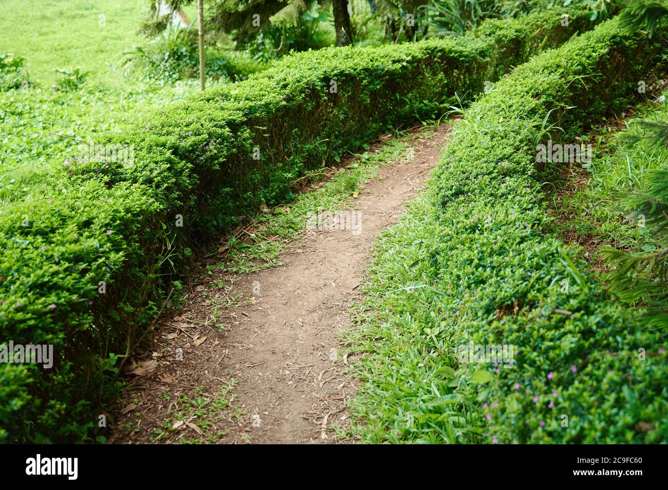 Curved small clean path way around green bushes Stock Photo