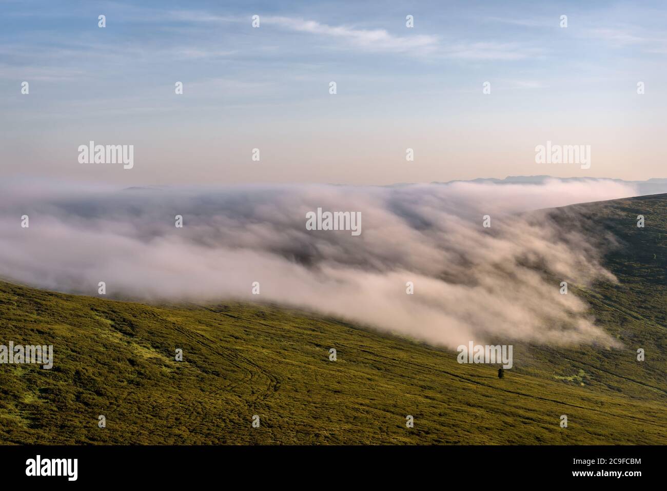 Amazing view with a beautiful white fluffy fog descending from the top of the mountain and cedar among thickets of dwarf birch on the slope of the mou Stock Photo