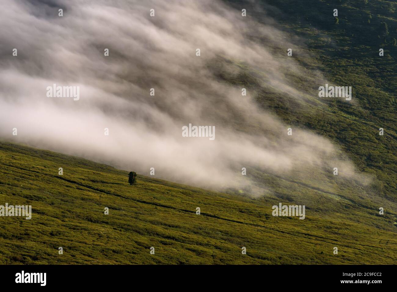 Amazing view with a beautiful white fluffy fog descending from the top of the mountain and cedar among thickets of dwarf birch on the slope of the mou Stock Photo