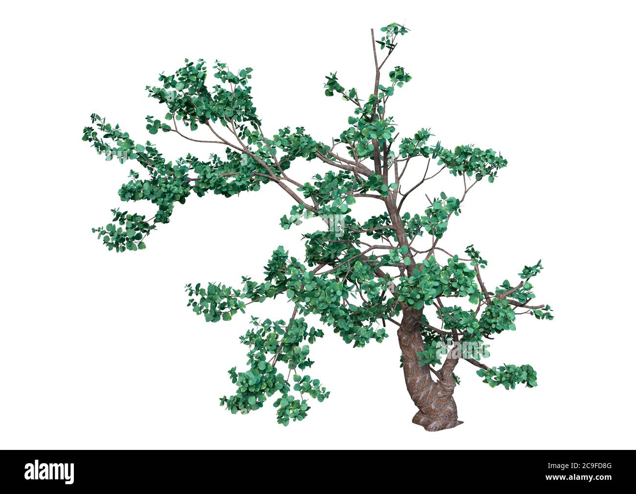 3D rendering of a green Island oak tree or Quercus tomentella isolated on white background Stock Photo
