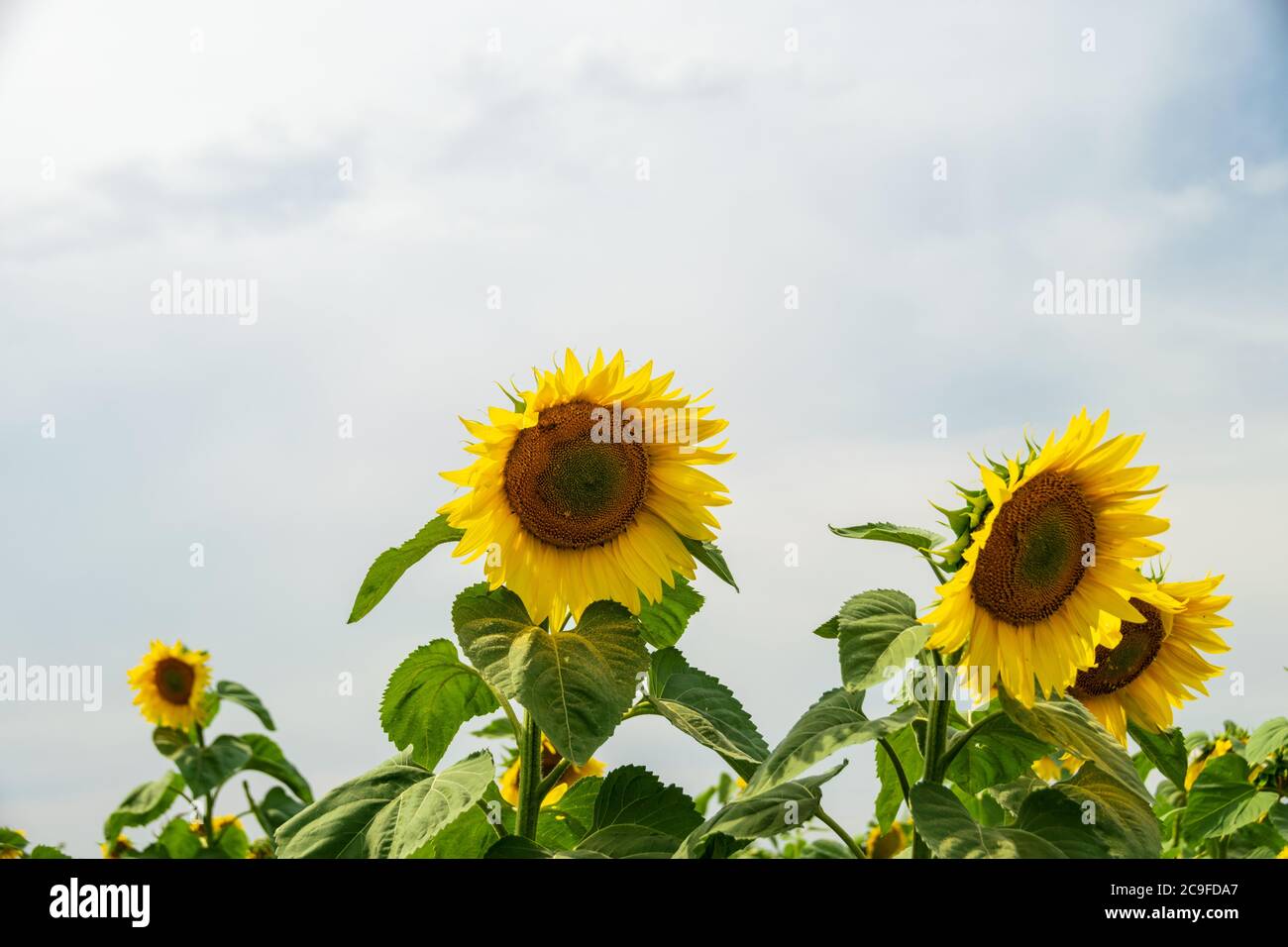 Field of blooming sunflowers with a blue sky background Stock Photo - Alamy
