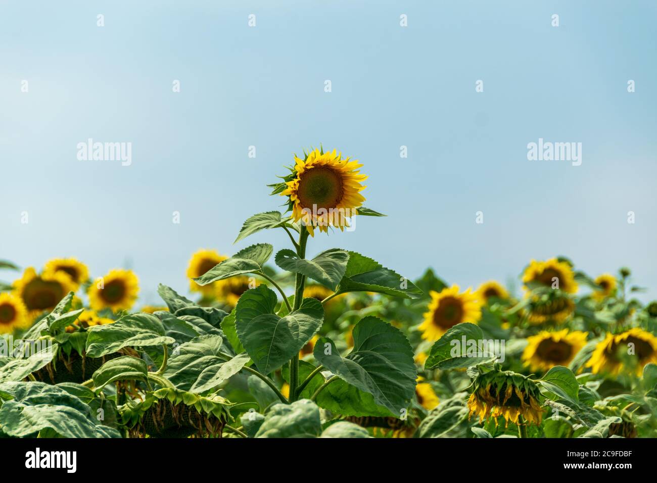 Field of blooming sunflowers with a blue sky background Stock Photo - Alamy