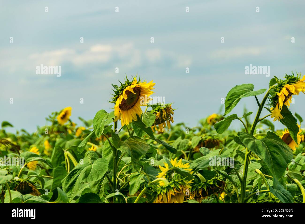 Field of blooming sunflowers with a blue sky background Stock Photo - Alamy