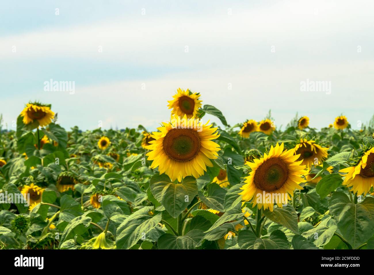 Field of blooming sunflowers with a blue sky background Stock Photo - Alamy