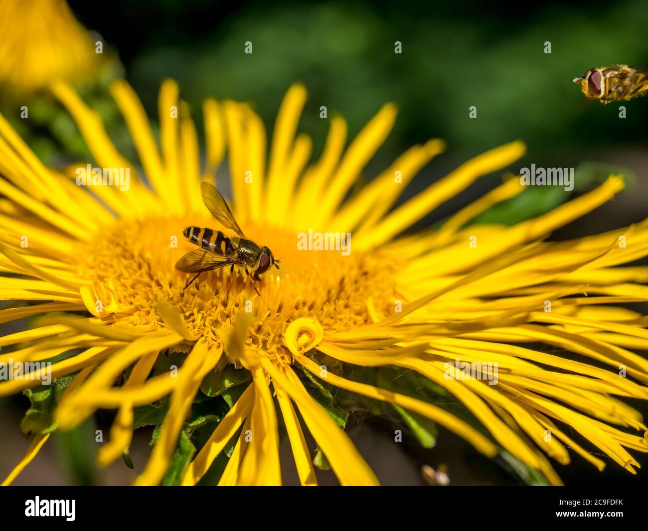Bees collecting pollen from a yellow flower Telekia speciosa or Heartleaf oxeye Stock Photo