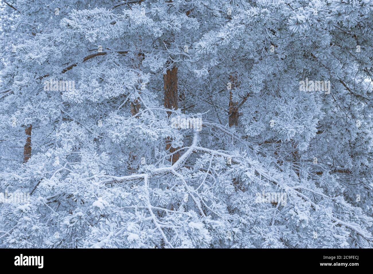 Pine trees covered in frost hi-res stock photography and images - Alamy
