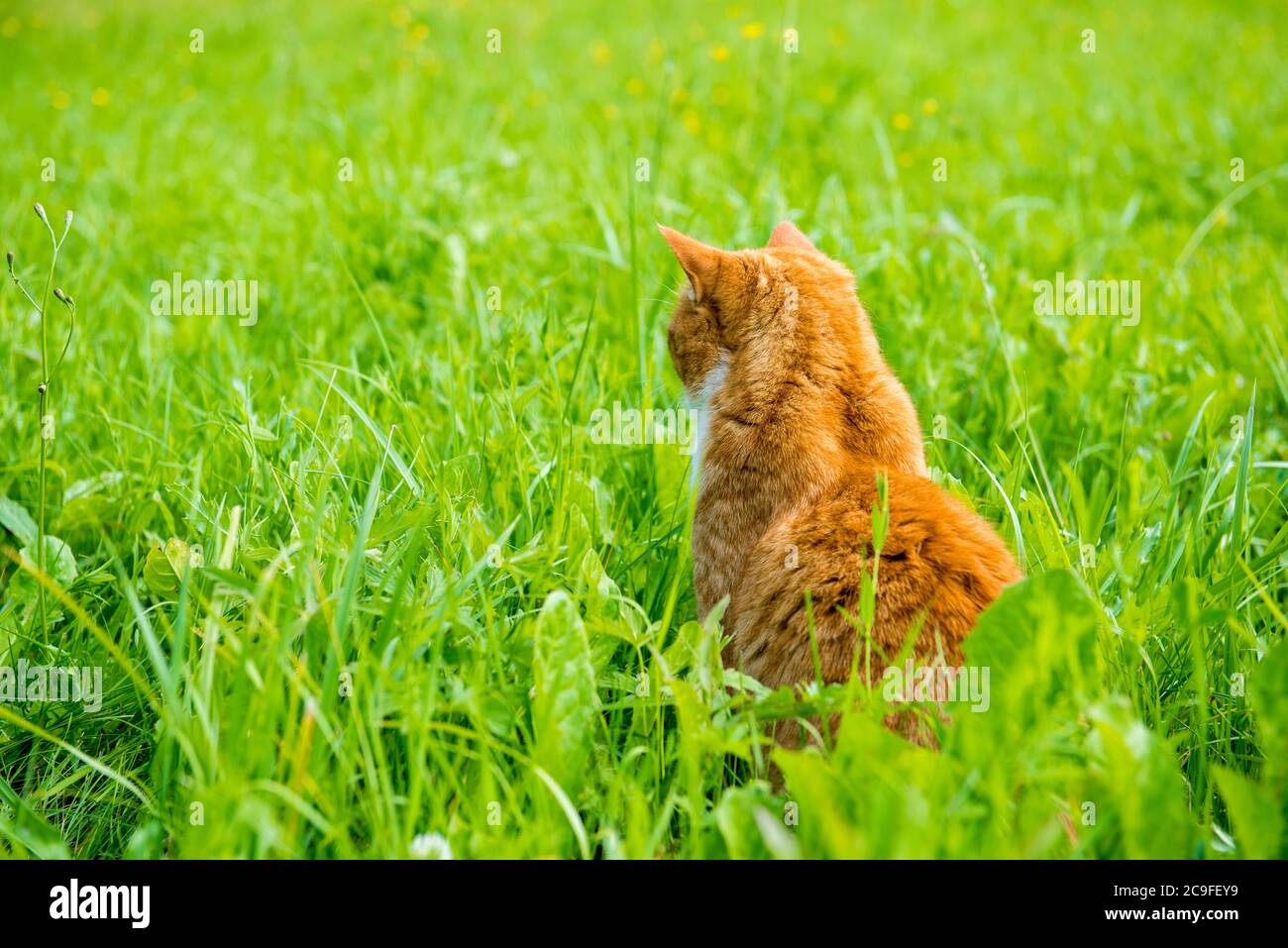 Cat grass back domestic hi-res stock photography and images - Alamy