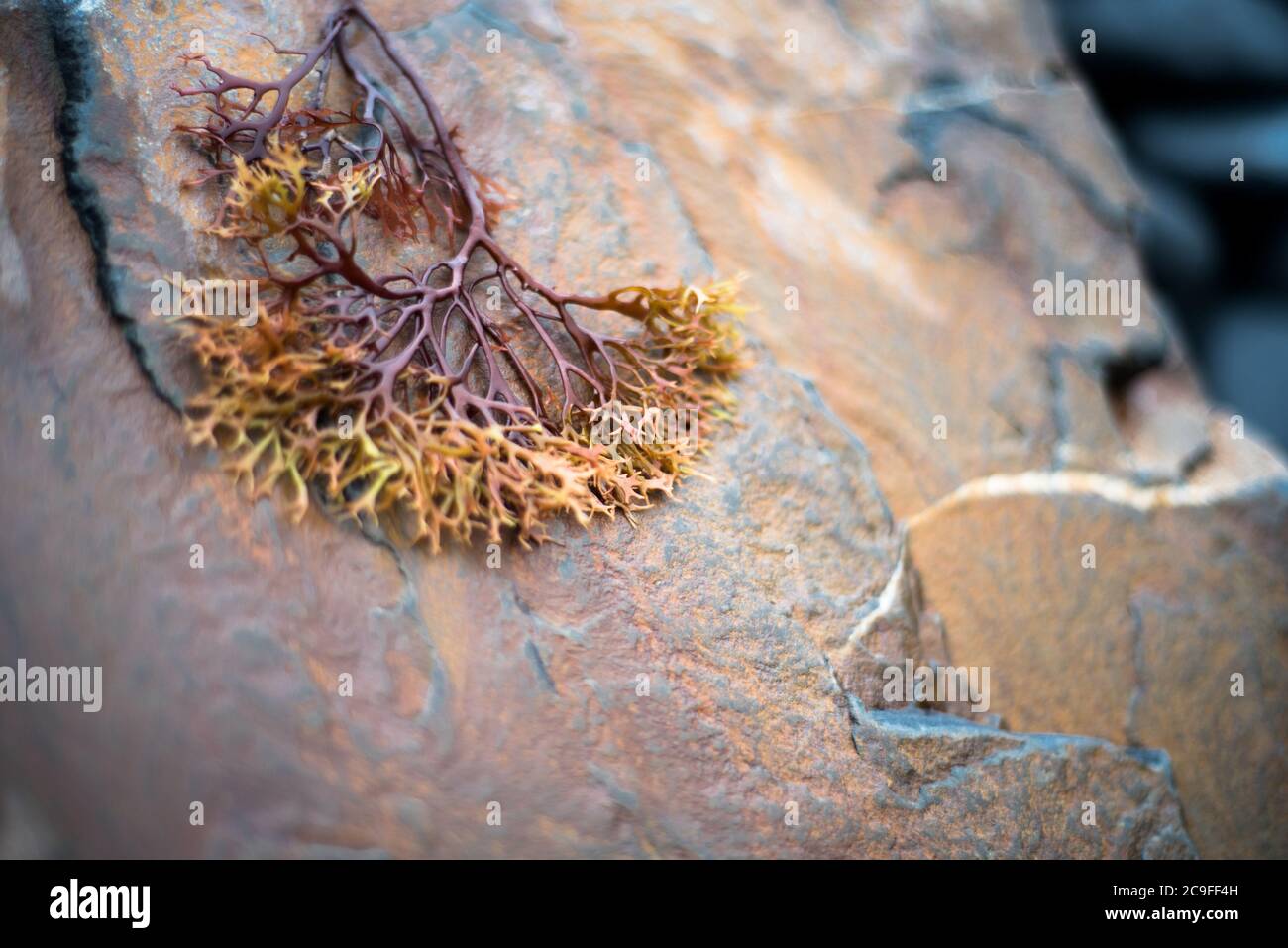 Chondrus crispus (Irish Moss) detail on rock Stock Photo Alamy