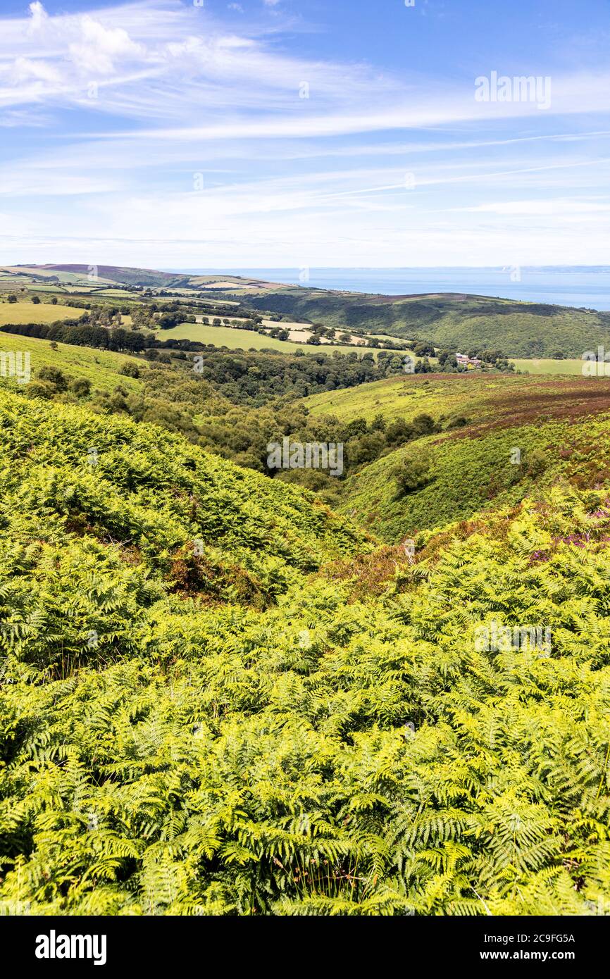 Exmoor National Park - The view down Aller Coombe towards Cloutsham ...