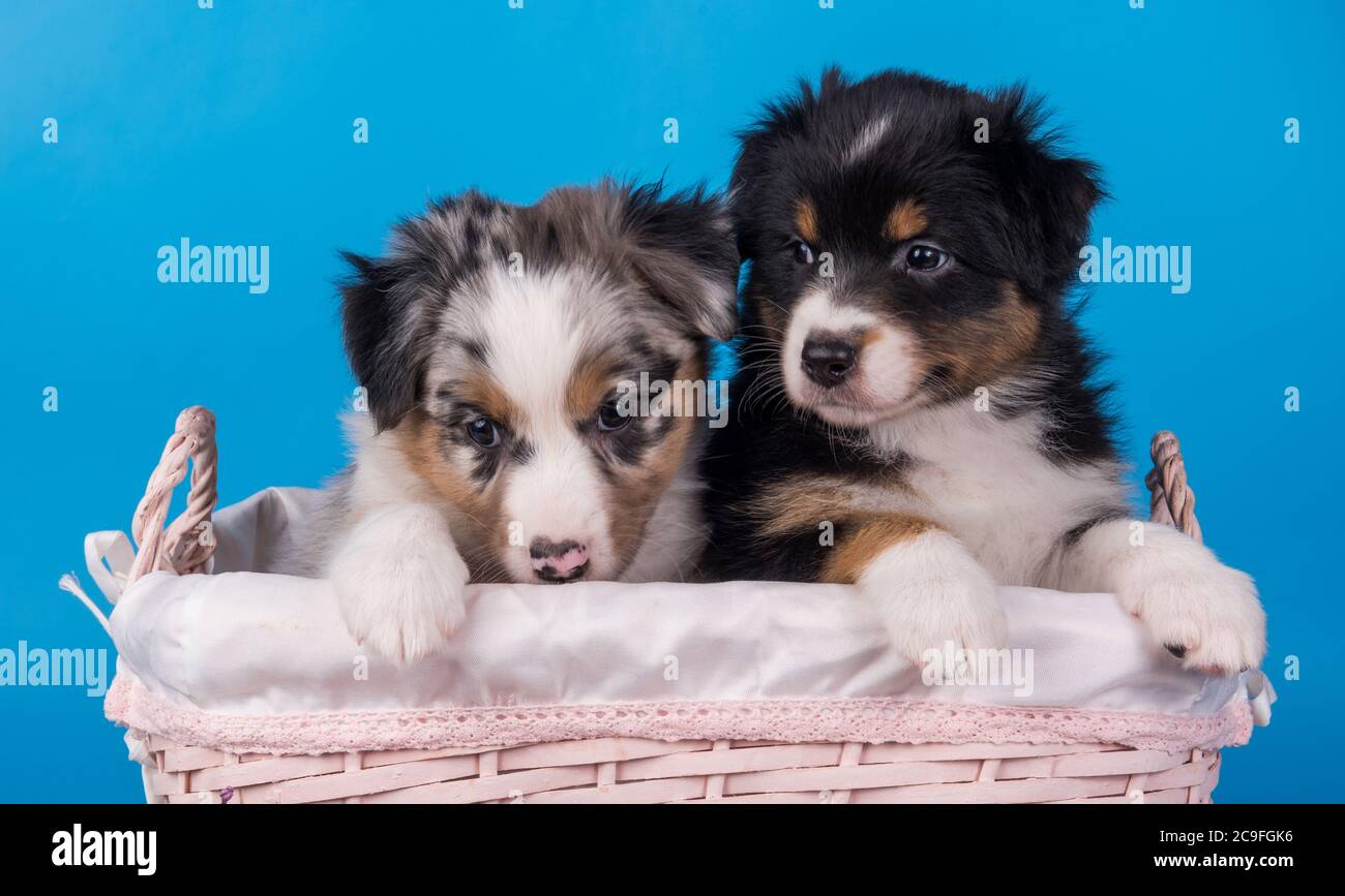 Two Australian Shepherd tan and merle puppies Stock Photo