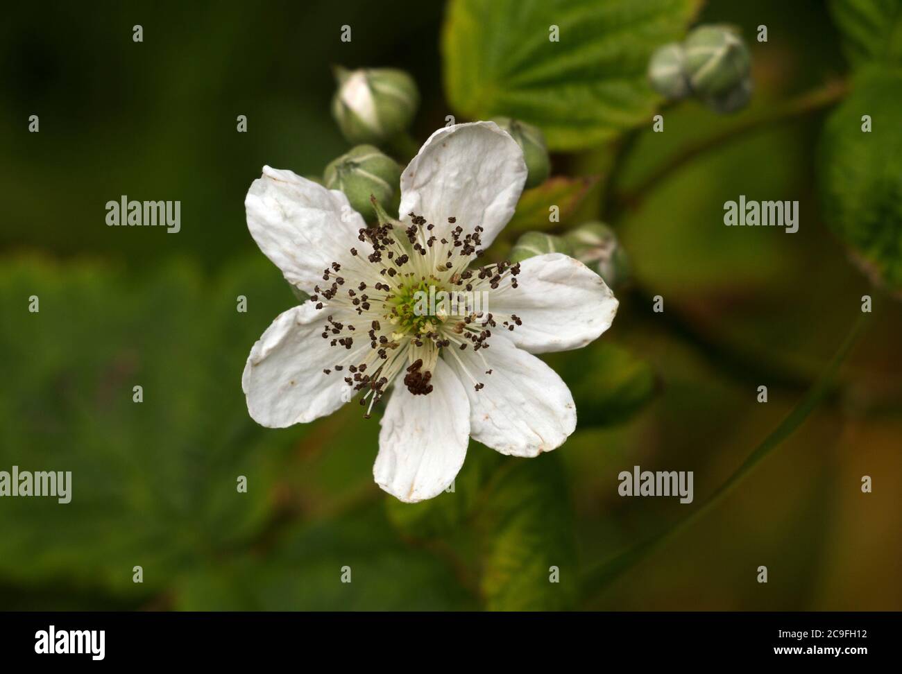 Thickets of Brambles burst into flower in early summer providing insects with a bonanza of pollen. As summer progresses the blackberry fruit ripen Stock Photo
