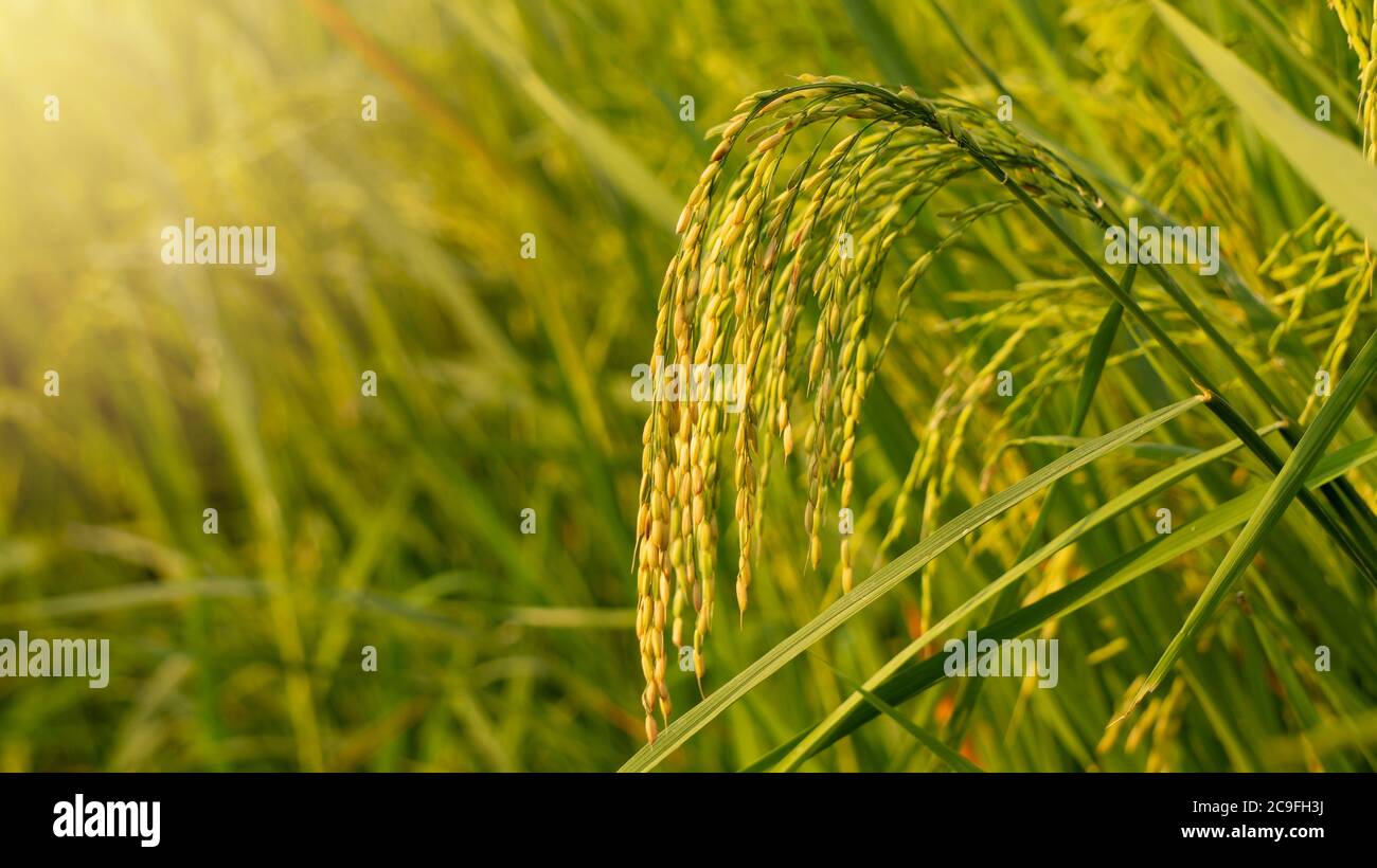 Quality rice hires stock photography and images Alamy