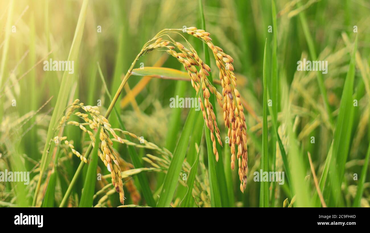 Grains of rice enter the harvest season. Superior rice types to produce